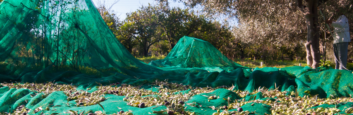 Nets for crops