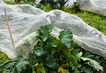 Net against insects 45gr/m²