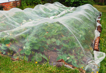 Net against insects 45gr/m² - Without UV protection