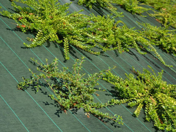 Crop cover - Green - 130gr/m² - Custom-made