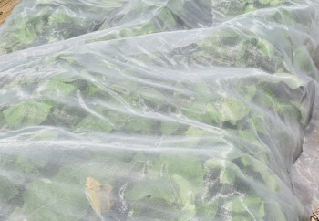 Anti-insect netting 45gr/m² - Flea beetle special